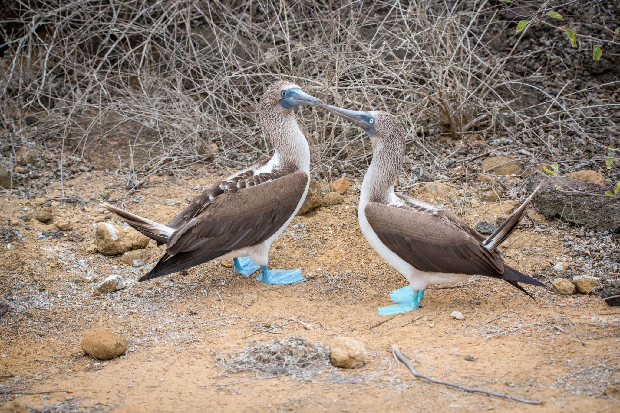 Imagen de North Seymour Island