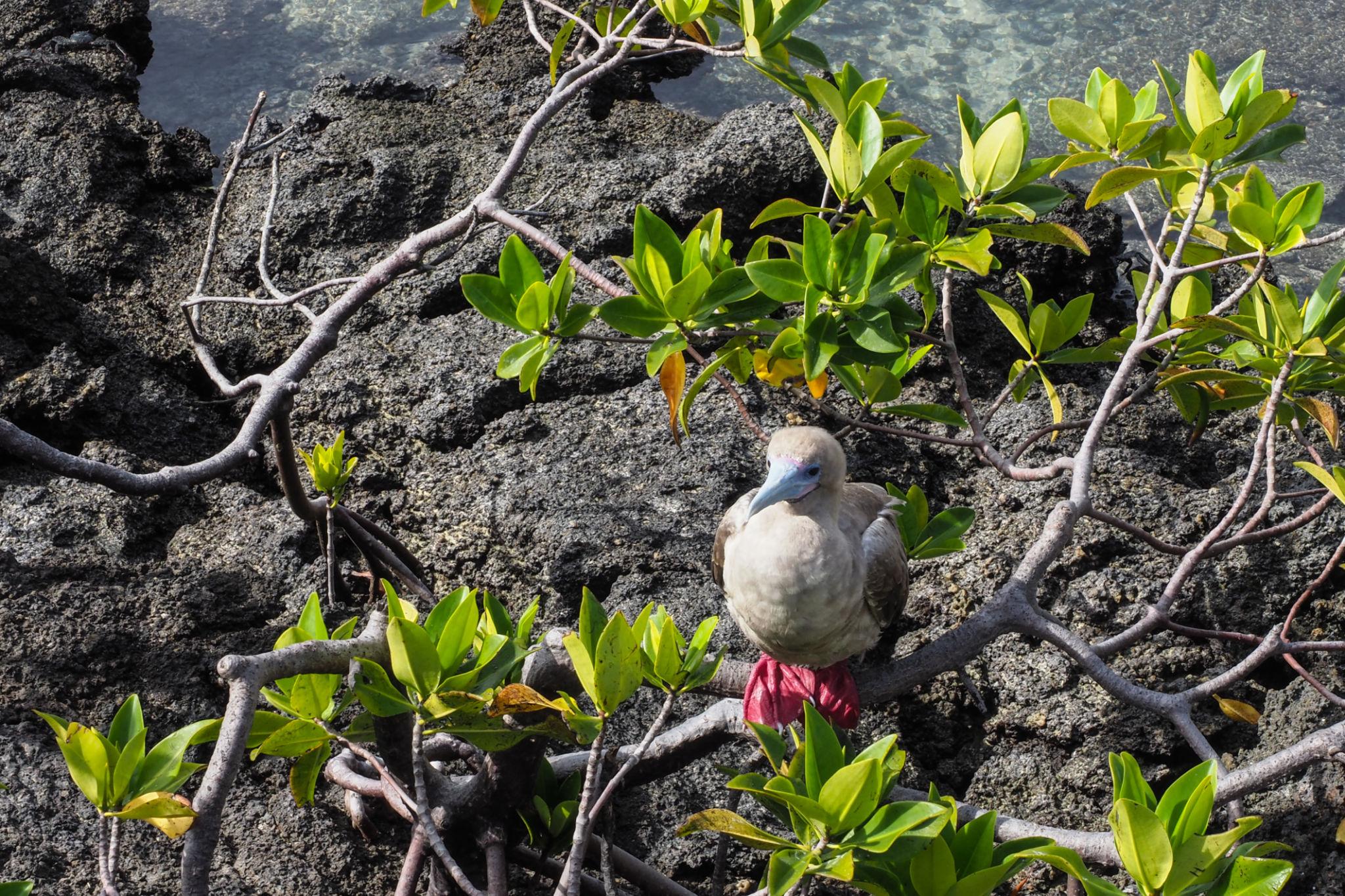 Imagen de Genovesa Island