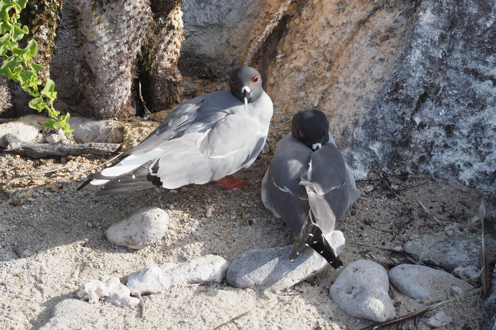 Imagen de Genovesa Island
