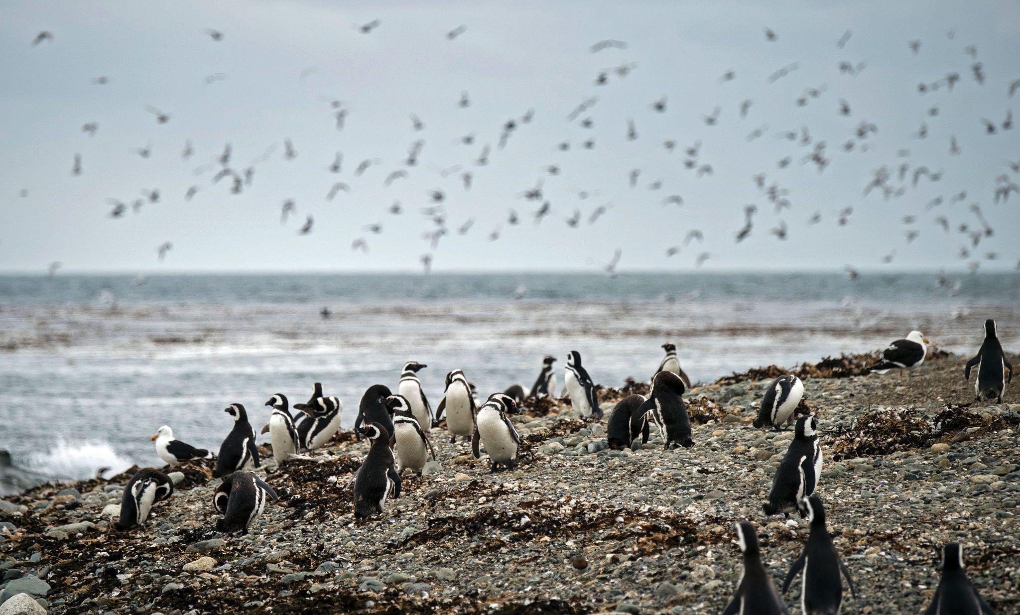 Imagen de Punta Arenas