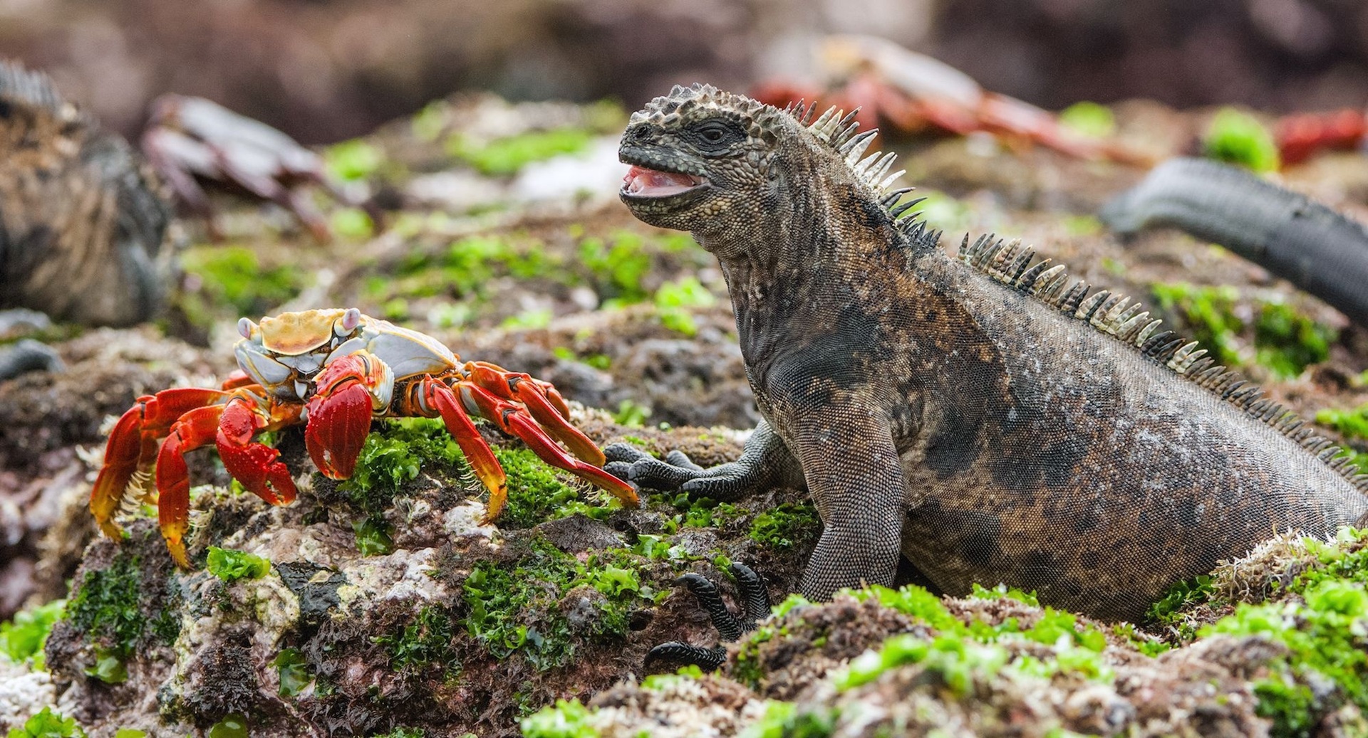 Imagen de North Seymour Island