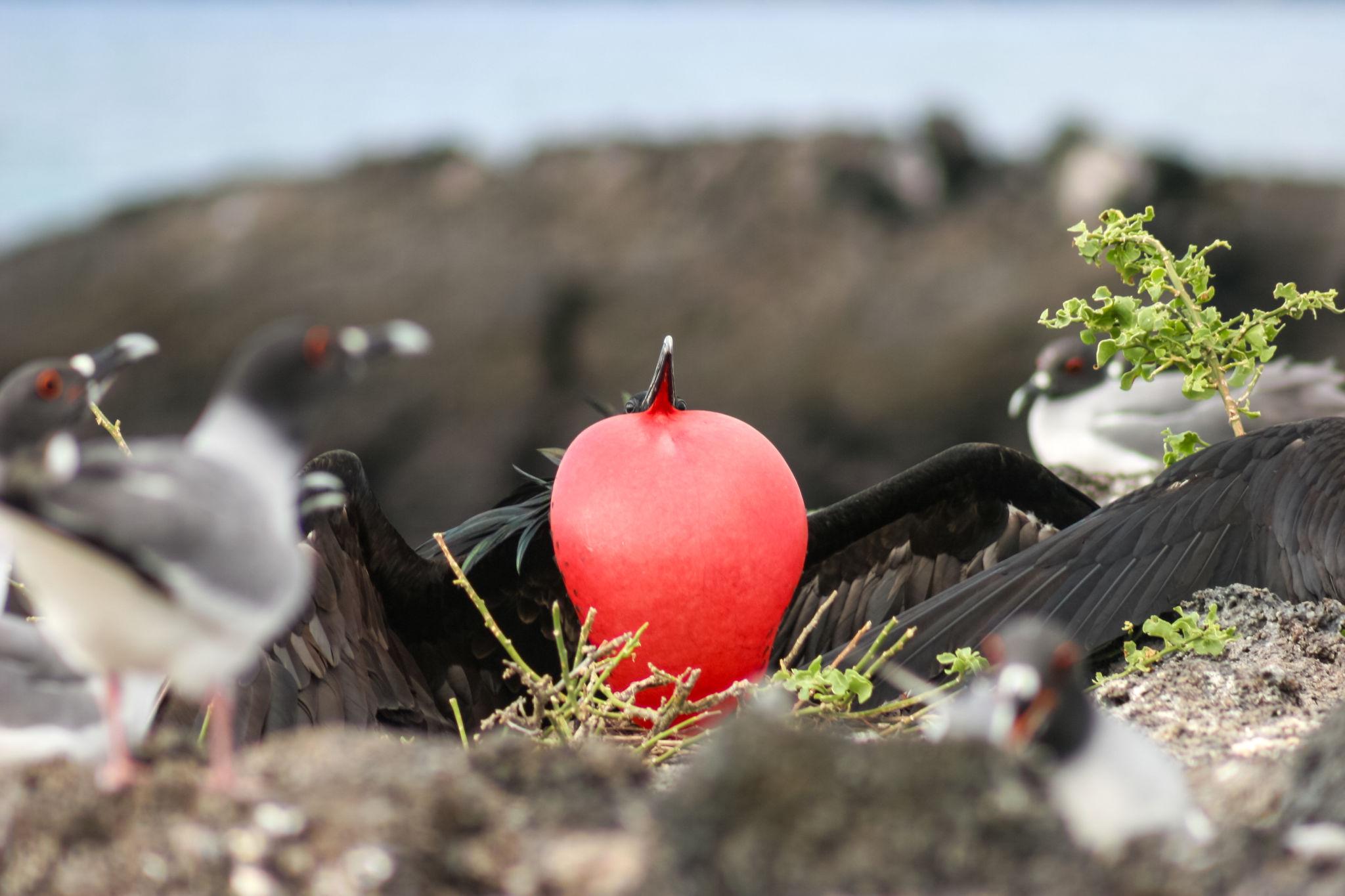 North Seymour Island