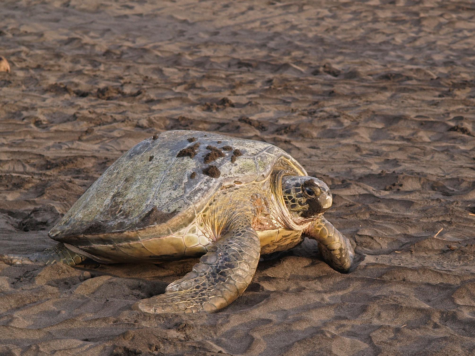 Imagen de Tortuguero