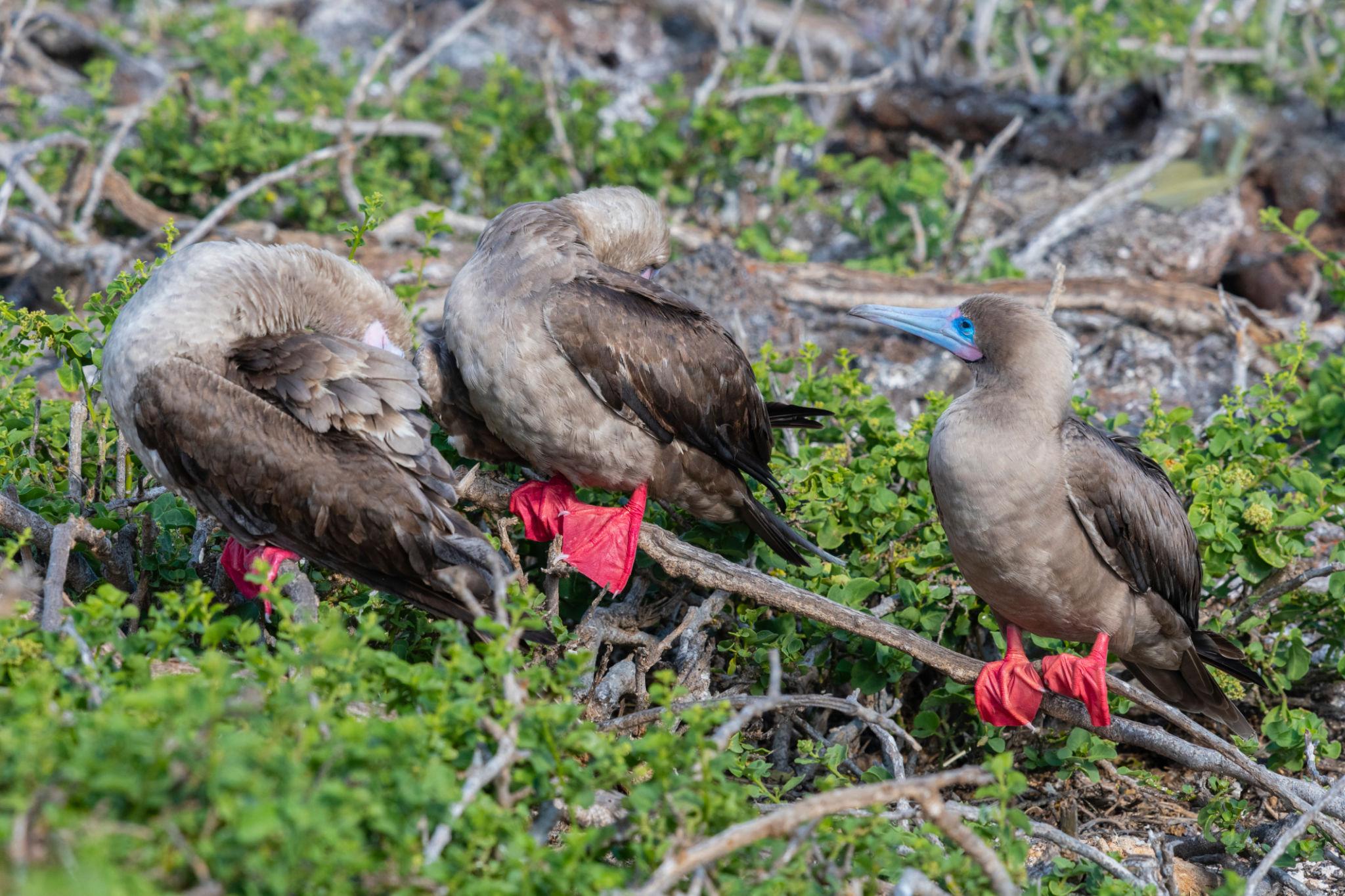 Imagen de Genovesa Island