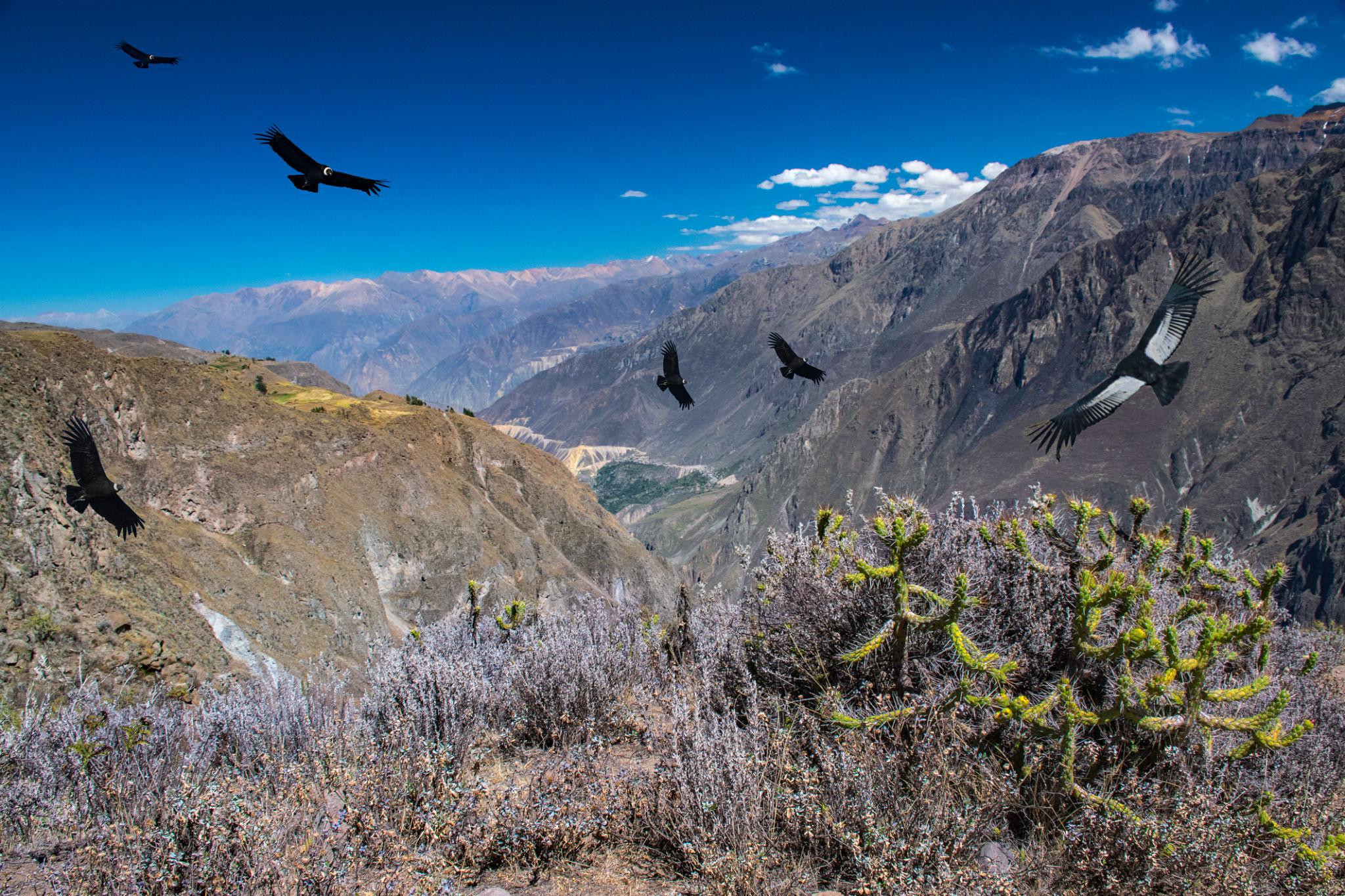 Imagen de Arequipa
