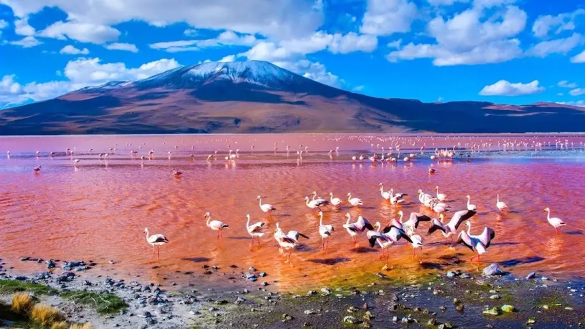 Red Lagoon