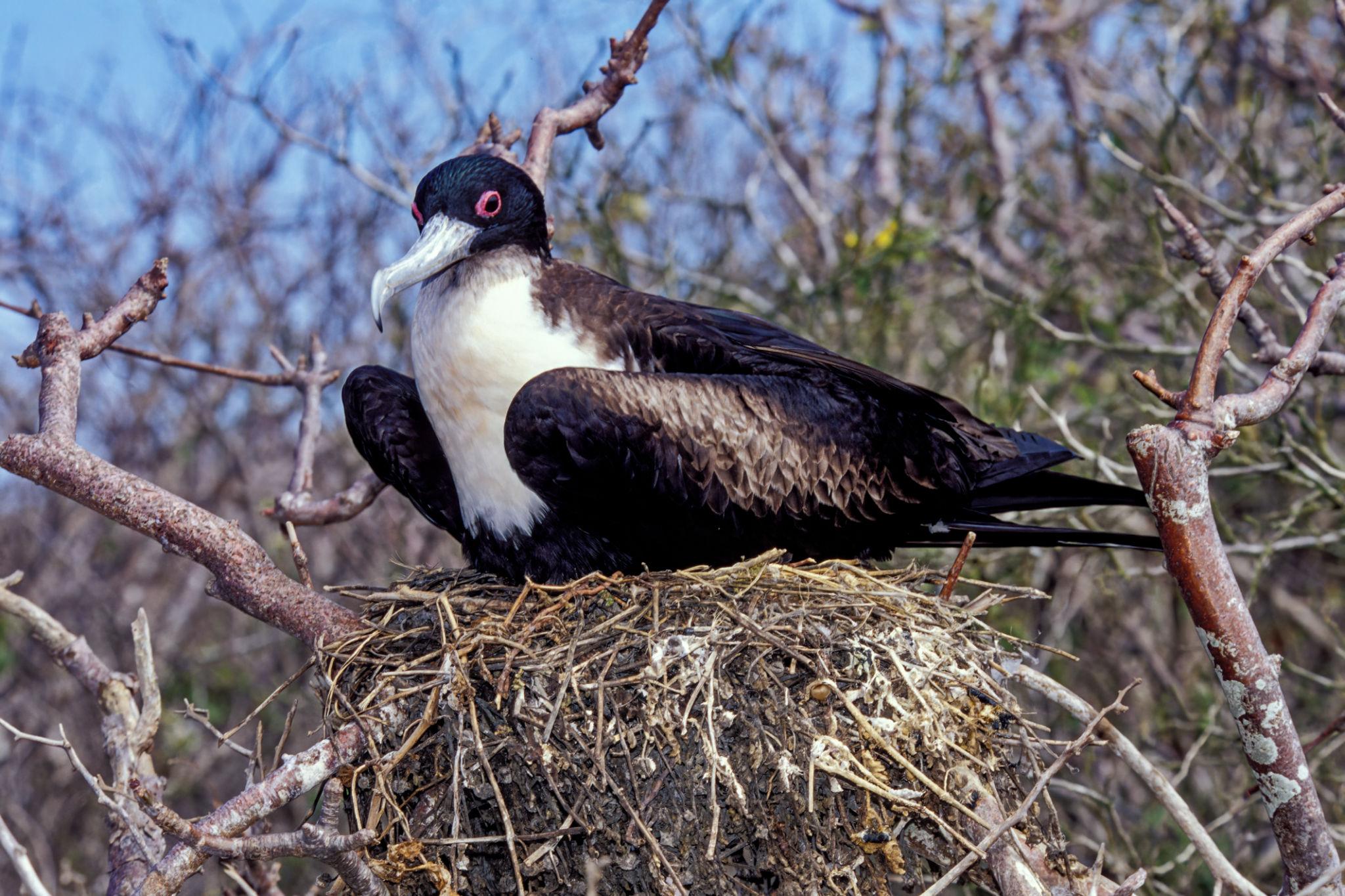 Imagen de Genovesa Island