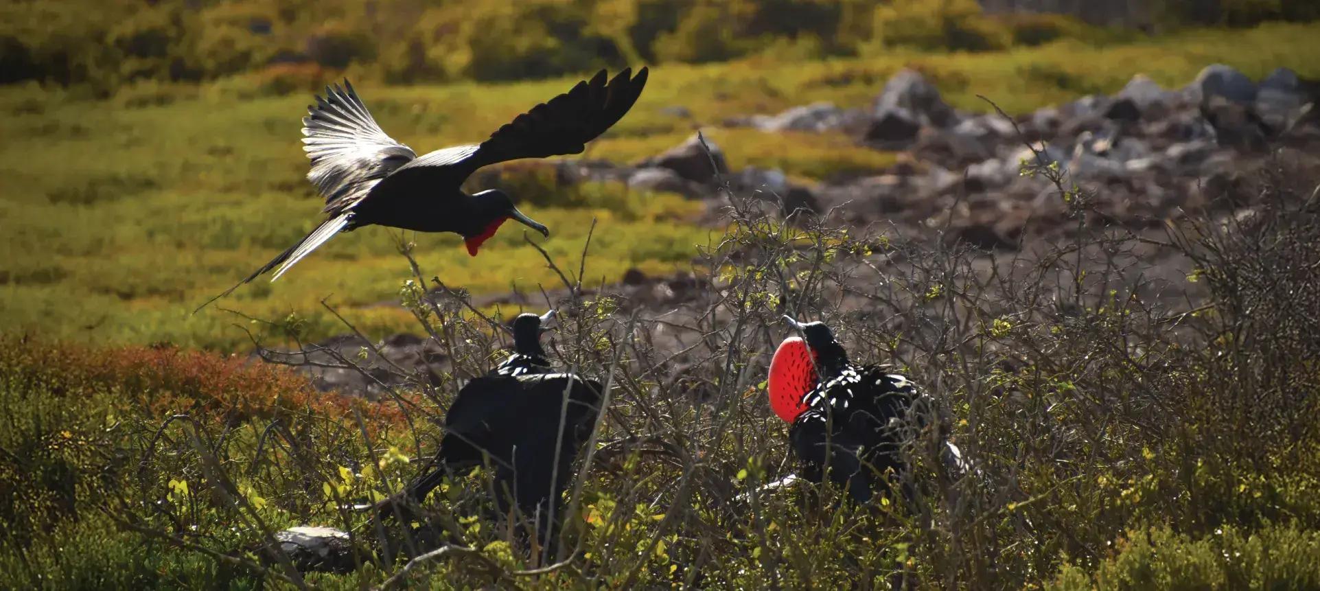 Imagen de North Seymour Island