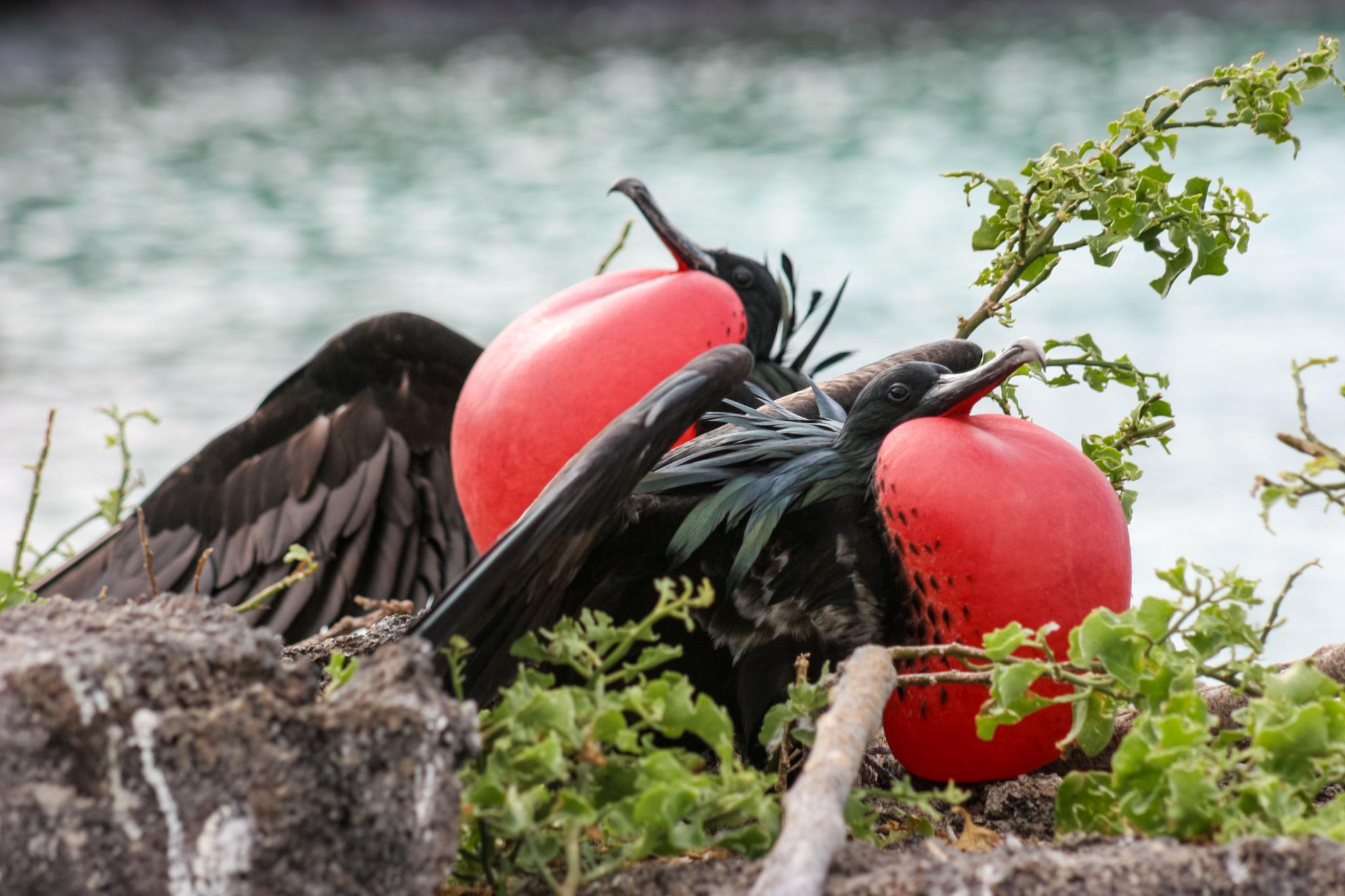 Imagen de Genovesa Island