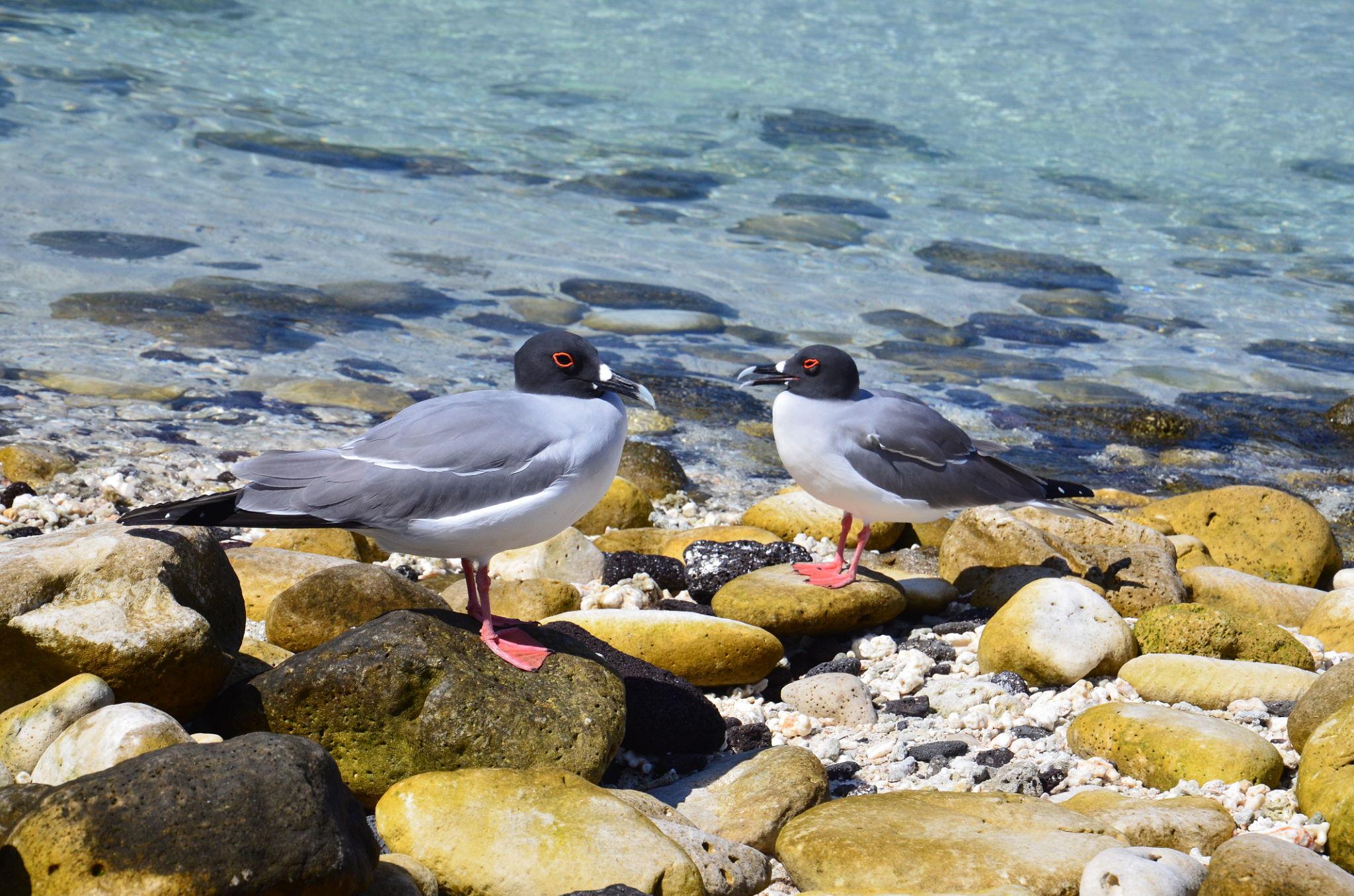 Imagen de Genovesa Island