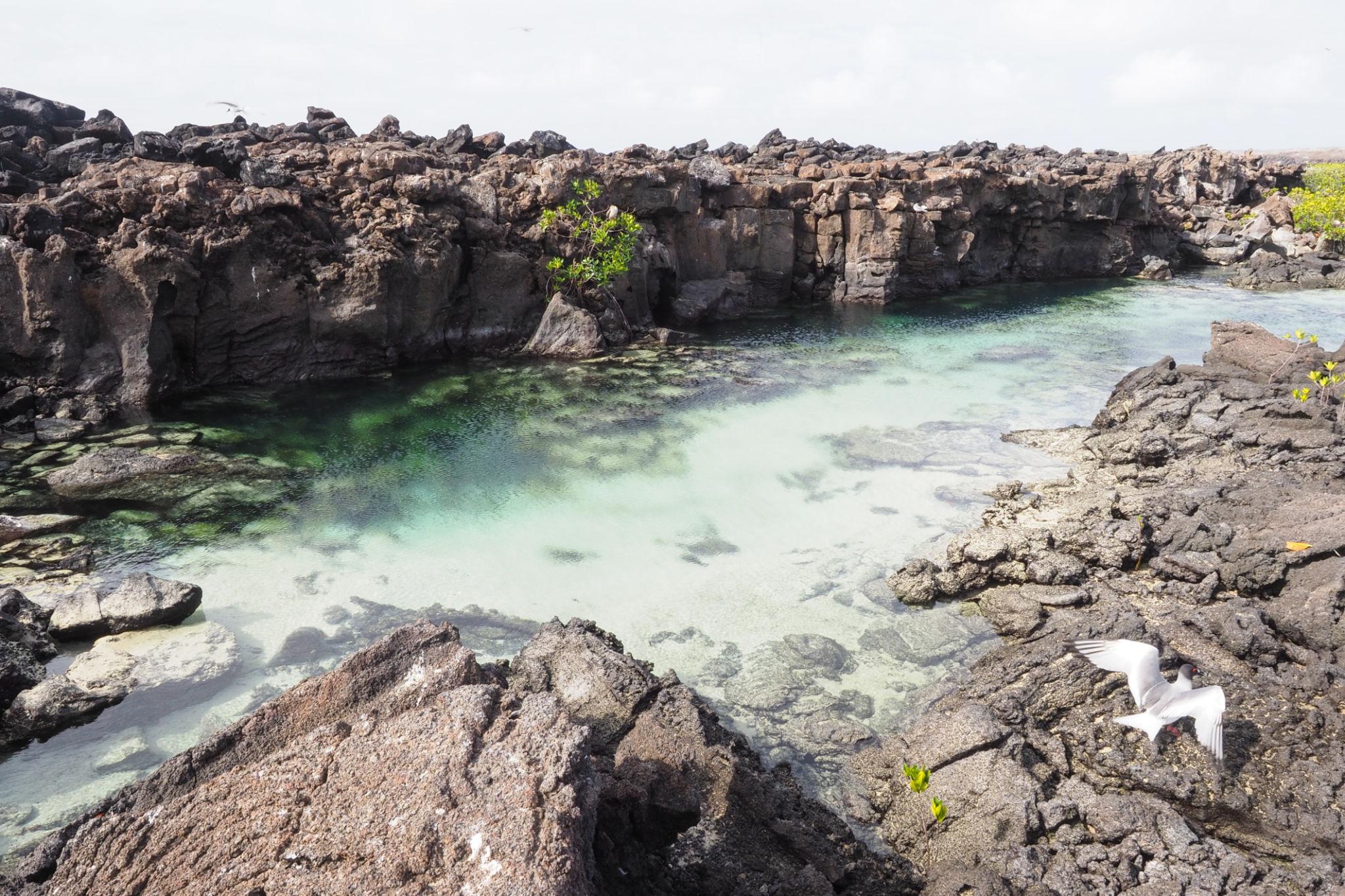 Imagen de Genovesa Island