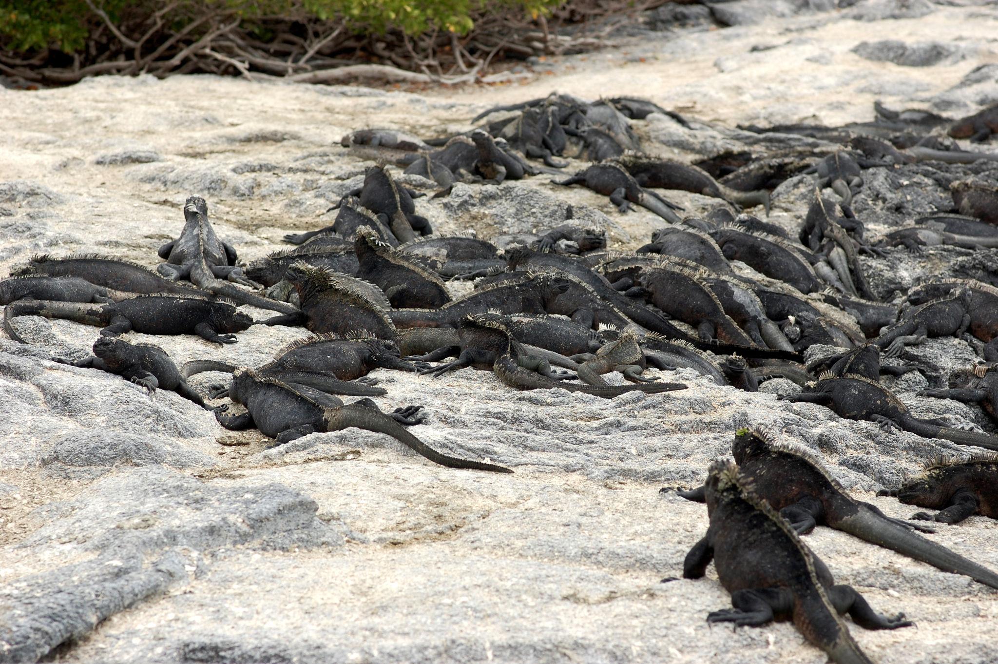 Imagen de Fernandina Island