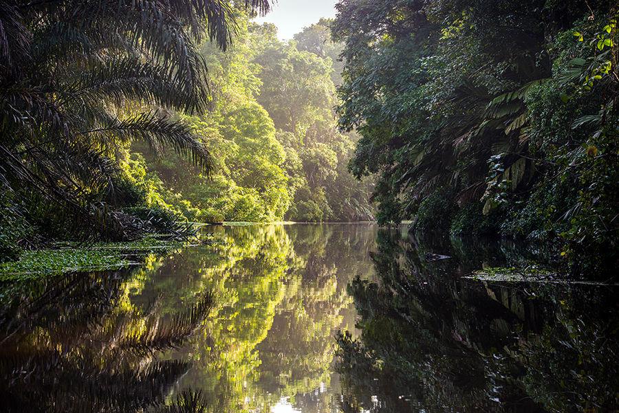 Imagen de Tortuguero