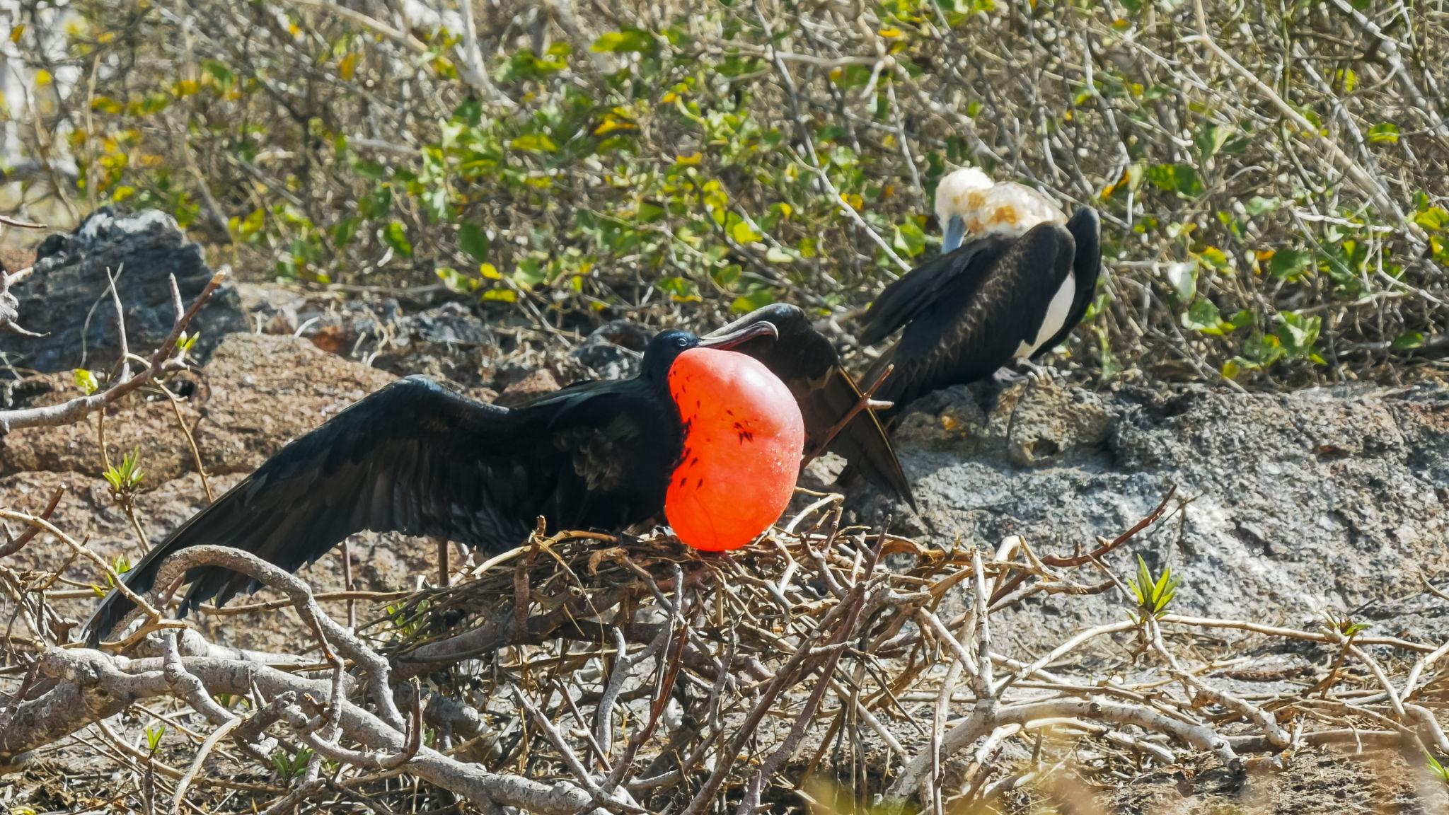 Imagen de Genovesa Island