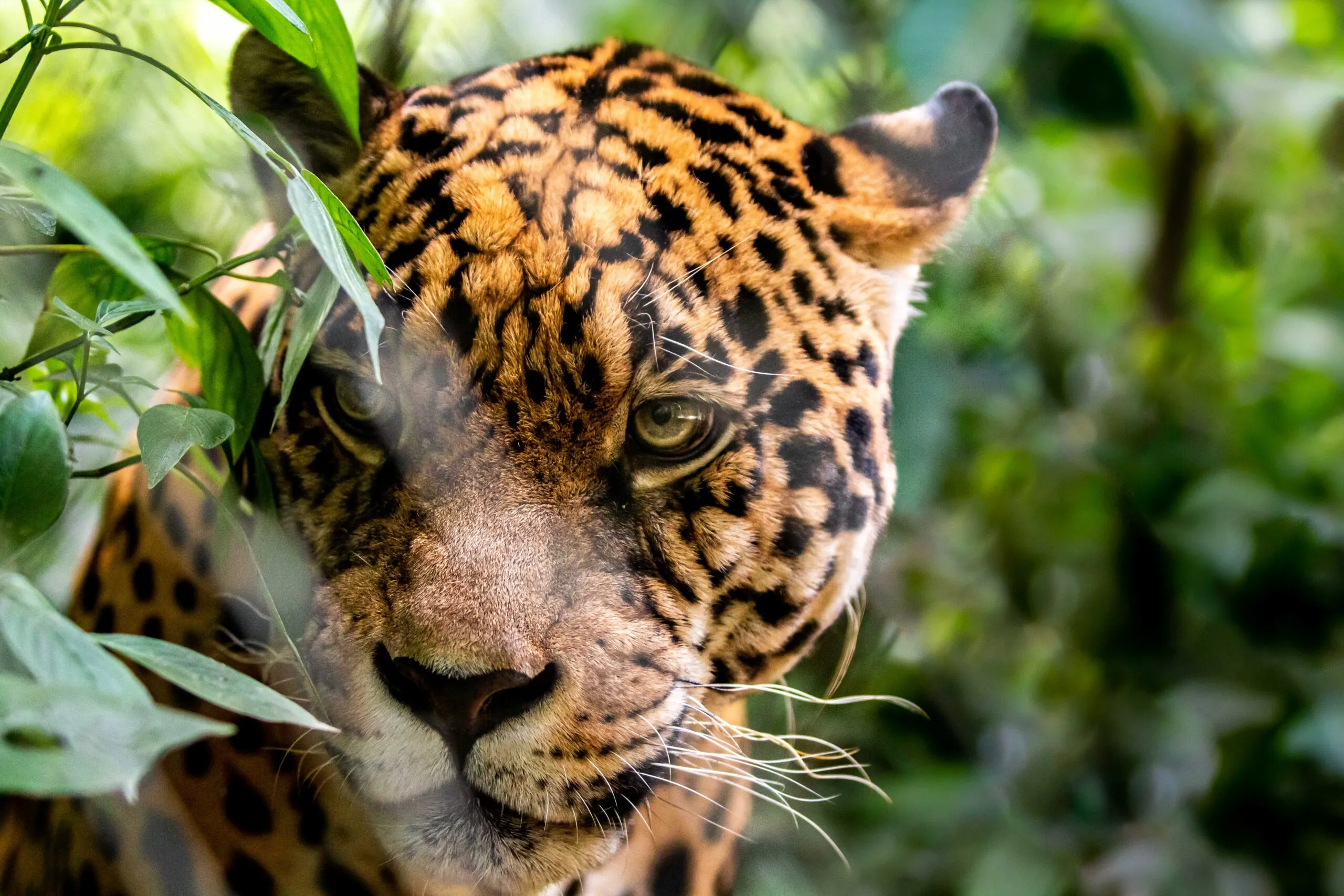 Discover the untouched beauty of the Madidi National Park through an unforgettable rainforest adventure filled with extraordinary wildlife, river expeditions, jungle trails, and authentic cultural experiences deep in the Bolivian Amazon.